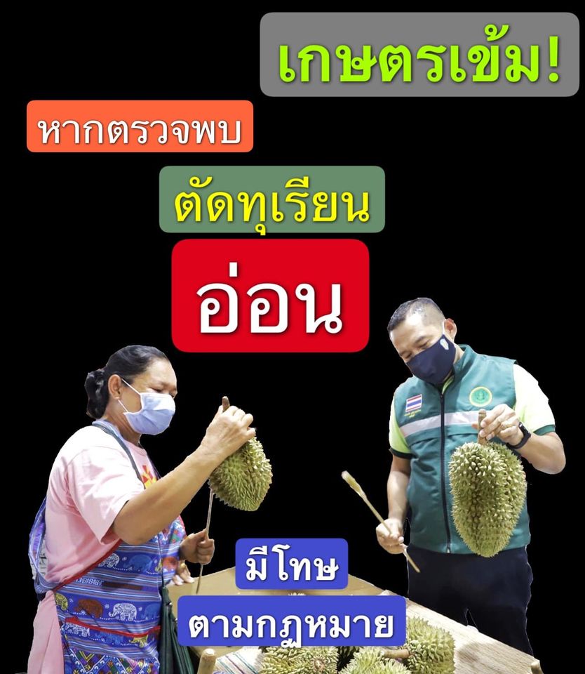 สถานการณ์ผลผลิตและการเก็บเกี่ยวผลไม้ภาคตะวันออก ปี’64 