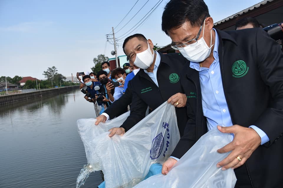 กรมประมงปล่อยพันธุ์ปลาน้ำจืดพื้นที่กรุงเทพฯ วันเดียว 3 ล้านตัว