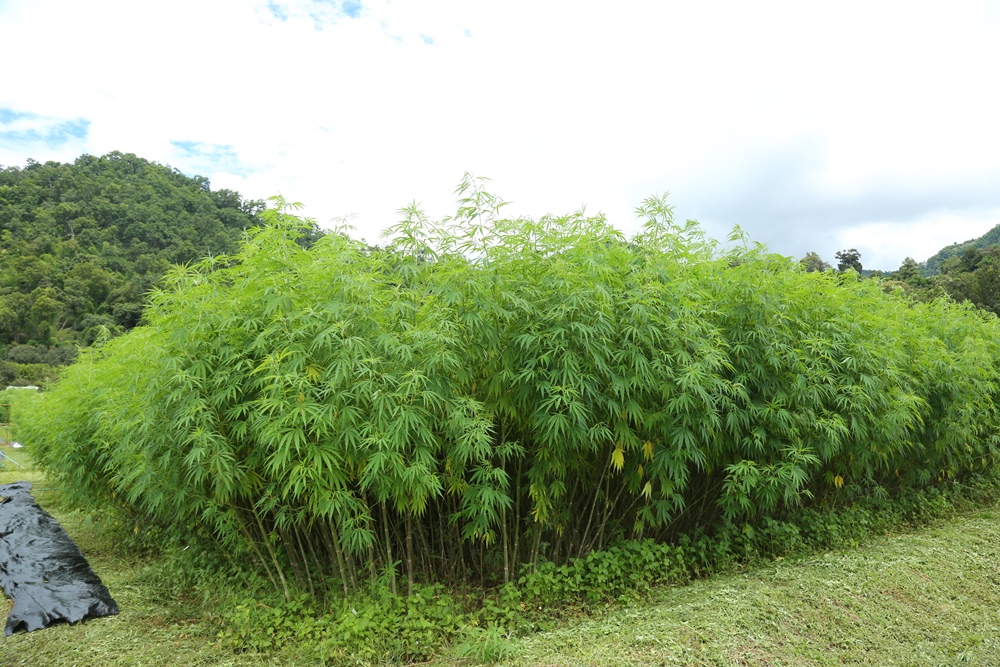 สวพส. เปิดจำหน่ายเมล็ดกัญชง (Hemp) เพื่อส่งเสริมและสนับสนุนการวิจัยและพัฒนากัญชงเป็นพืชเศรษฐกิจใหม่ของประเทศ