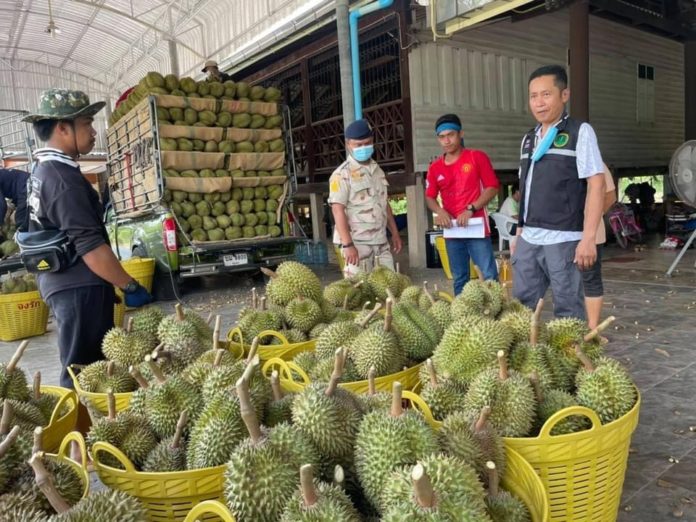 เกษตรเข้ม ตั้งชุดปฏิบัติการร่วมกับหน่วยงานเกี่ยวข้อง ลงพื้นที่ตรวจสอบการตัดขายทุเรียนอ่อนต่อเนื่อง จับผู้กระทำผิดพร้อมส่งดำเนินคดีตามกฎหมาย สร้างความเชื่อมั่นคุณภาพทุเรียนภาคตะวันออก