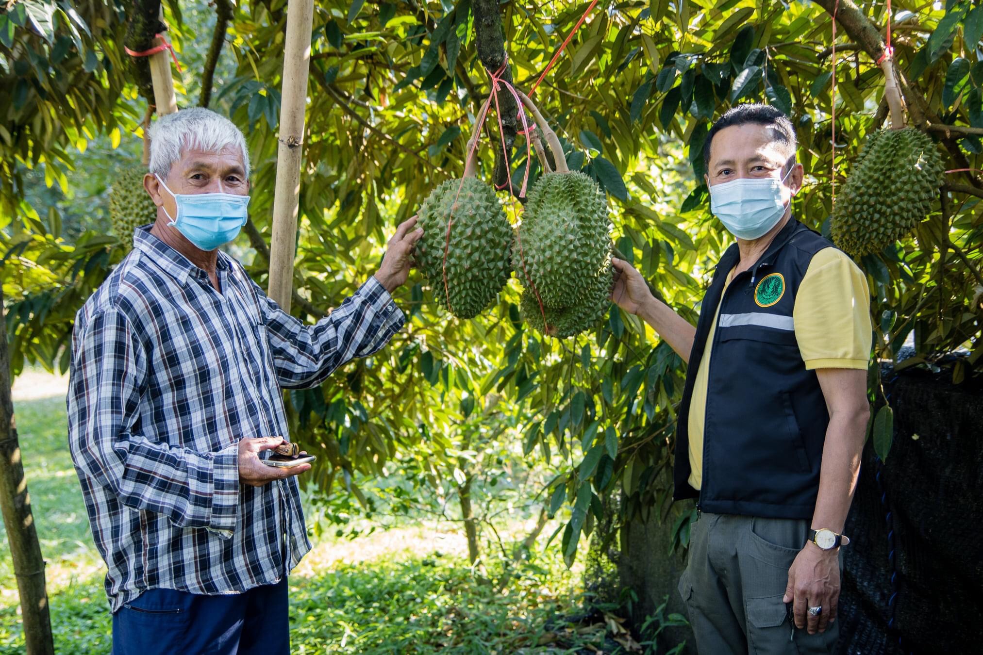 เกษตรเข้ม ตั้งชุดปฏิบัติการร่วมกับหน่วยงานเกี่ยวข้อง ลงพื้นที่ตรวจสอบการตัดขายทุเรียนอ่อนต่อเนื่อง จับผู้กระทำผิดพร้อมส่งดำเนินคดีตามกฎหมาย สร้างความเชื่อมั่นคุณภาพทุเรียนภาคตะวันออก