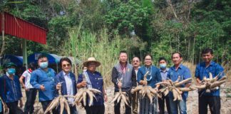 ‘มันสำปะหลังอินทรีย์’ จ.อุบลราชธานี พืชยกระดับรายได้เกษตรกร มีตลาดรองรับ