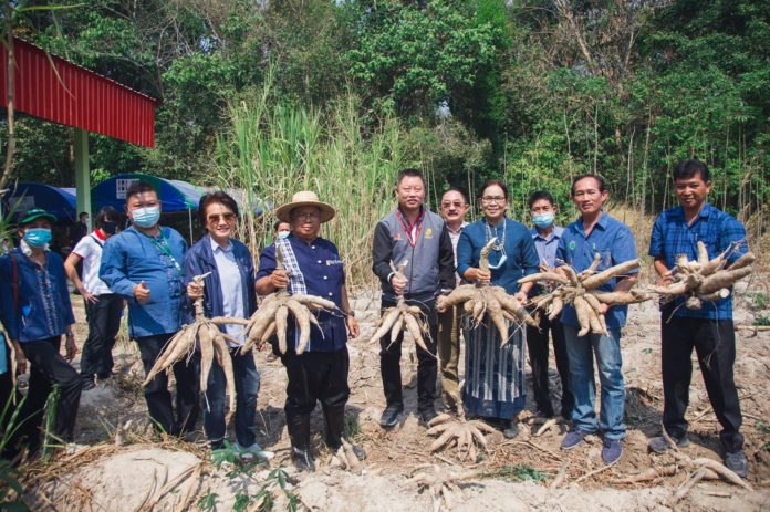 ‘มันสำปะหลังอินทรีย์’ จ.อุบลราชธานี พืชยกระดับรายได้เกษตรกร มีตลาดรองรับ