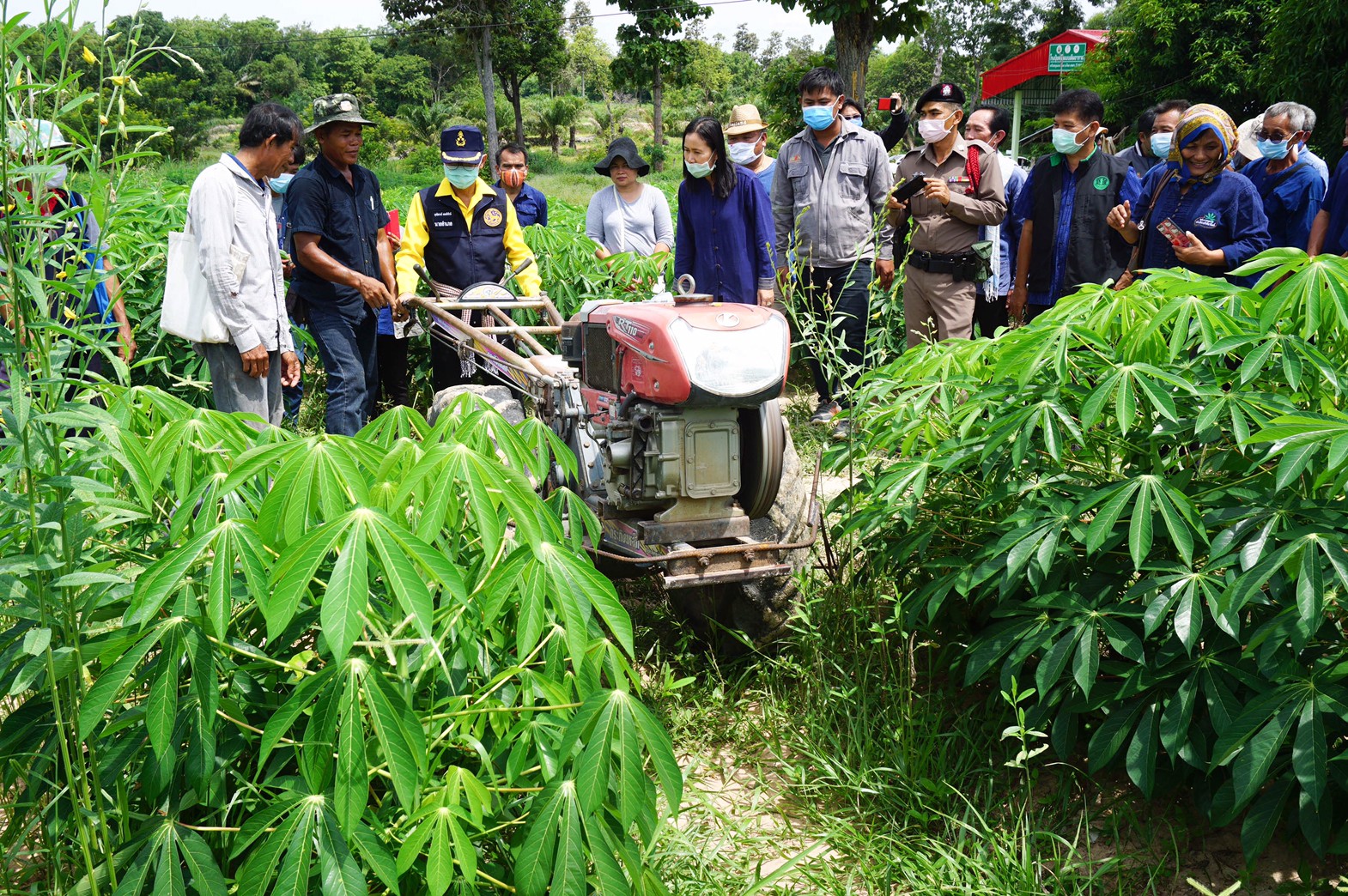 ‘มันสำปะหลังอินทรีย์’ จ.อุบลราชธานี พืชยกระดับรายได้เกษตรกร มีตลาดรองรับ