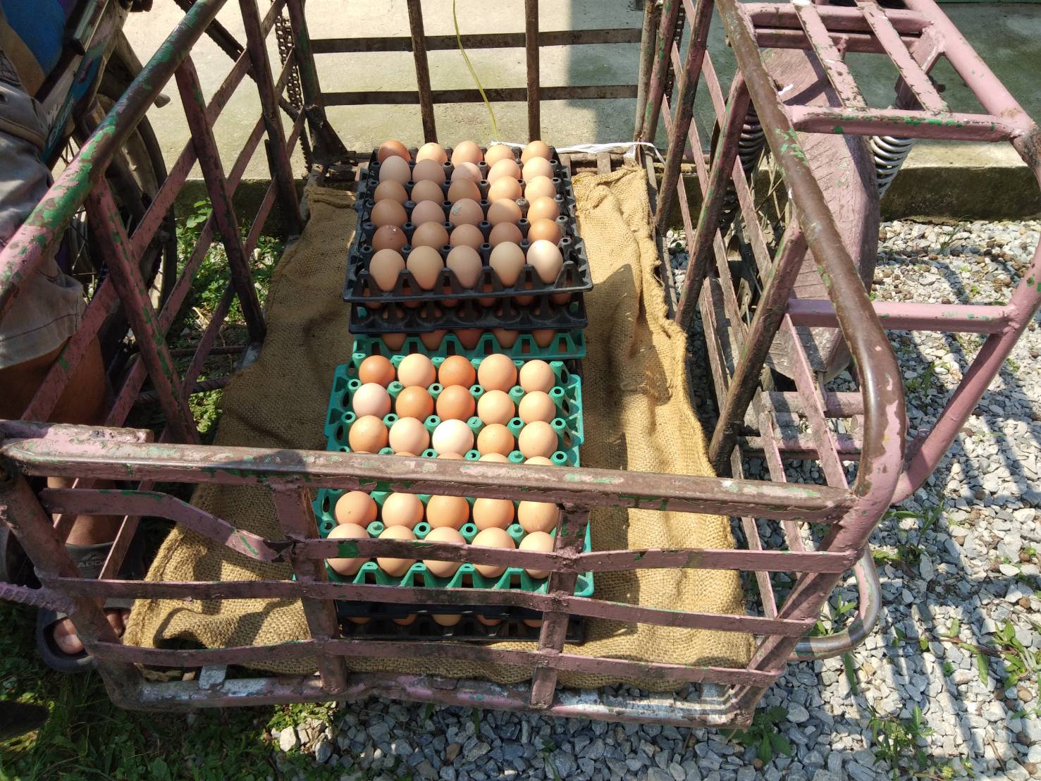รร.เลี้ยงไก่ไข่เพื่ออาหารกลางวันนักเรียน สร้างความมั่นคงทางอาหาร คลังเสบียงหนุนชุมชน ฝ่าโควิด-19