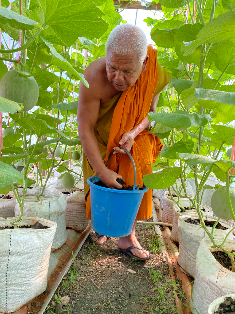 ม.ทักษิณหนุนวัดตะโหมด ส่งเสริมเกษตรกรปลูกเมล่อนอินทรีย์ 