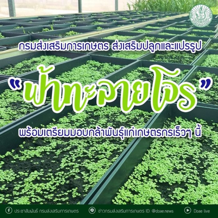 กรมส่งเสริมการเกษตร ส่งเสริมปลูกและแปรรูป “ฟ้าทะลายโจร” พร้อมเตรียมมอบกล้าพันธุ์แก่เกษตรกรเร็วๆ นี้