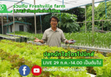 เรียนออนไลน์ฟรี!! ปลูกผักไฮโดรโปนิกส์ฝ่าวิกฤตโควิด เกษตรก้าวไกลจับมือ Freshville farm