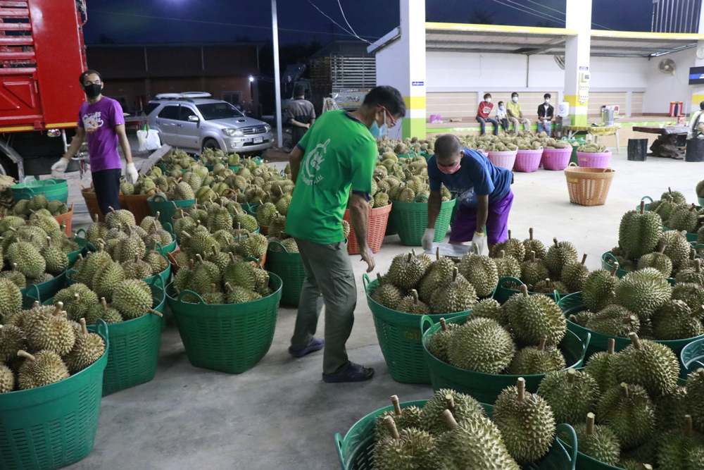 “เกษตรคือประเทศไทย” เกษตรกรอยู่รอดประเทศไทยอยู่ได้