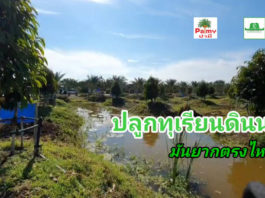 ใครคิดจะปลูกทุเรียนดินนา(ดินเหนียว) ให้ดูคลิปนี้ก่อน..โควิดซาเมื่อไรมาพิสูจน์กันได้