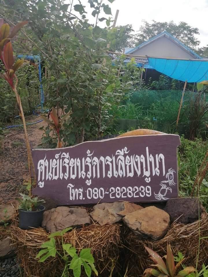 พลิกวิกฤติ โควิด-19 เกษตรกร จ.บุรีรัมย์ เลี้ยง ‘ปูนาน้ำใส’ สร้างรายได้ พัฒนาสู่ศูนย์การเรียนรู้