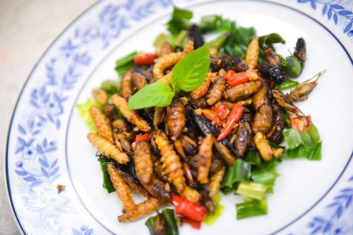 KU-FIRSTแนะอาหารใหม่ “ จิ้งหรีด” แมลงกินได้ต้นแบบ แหล่งโปรตีนทางเลือก .. สู่ตลาดโลก