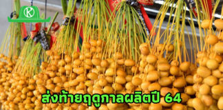 เกษตรกรนนทบุรีชี้ 3 แนวทางพัฒนาการปลูกอินทผลัมสู่ความยั่งยืน..มั่นใจตลาดยังไปได้