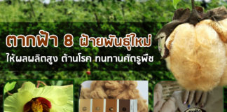 “ตากฟ้า 8” ฝ้ายพันธุ์ใหม่ตอบโจทย์รักษ์โลก ลักษณะเด่นโดนใจเกษตรกรและผู้บริโภค