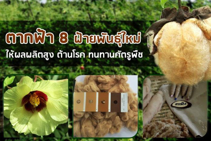 “ตากฟ้า 8” ฝ้ายพันธุ์ใหม่ตอบโจทย์รักษ์โลก ลักษณะเด่นโดนใจเกษตรกรและผู้บริโภค