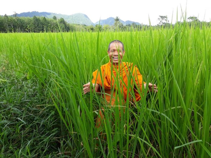 ม.ทักษิณ ขับเคลื่อนกลุ่มผลิตข้าวอินทรีย์ พลิกผืนนาเมืองลุงกว่า 800 ไร่ ผ่านมาตรฐาน Organic Thailand
