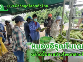 เกษตรกรชลบุรีเปิดตลาดซื้อขายข้าวโพดกลางไร่ “หนองอิรุณโมเดล” สร้างเศรษฐกิจชุมชนสุดเจ๋ง!!!