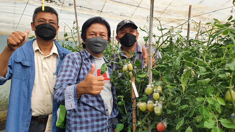 มะเขือเทศส้มตำพันธุ์ใหม่ต้านทานโรคใบหยิกเหลือง ม.เกษตรฯพัฒนาเพื่อเกษตรกรไทย 