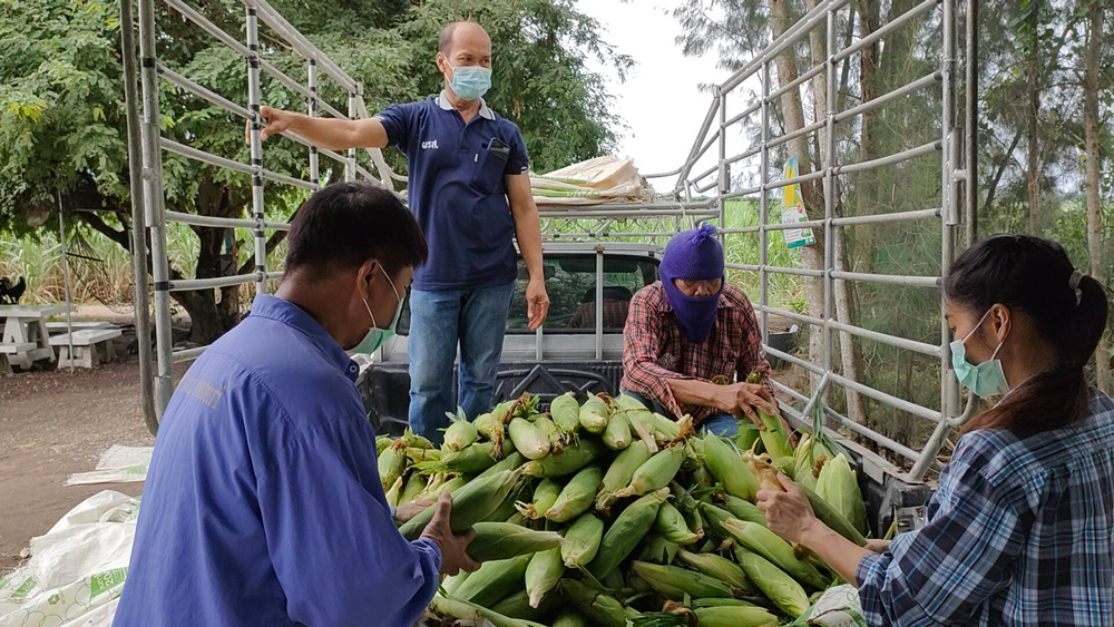 เกษตรกรชลบุรีเปิดตลาดซื้อขายข้าวโพดกลางไร่ “หนองอิรุณโมเดล” สร้างเศรษฐกิจชุมชนสุดเจ๋ง!!!