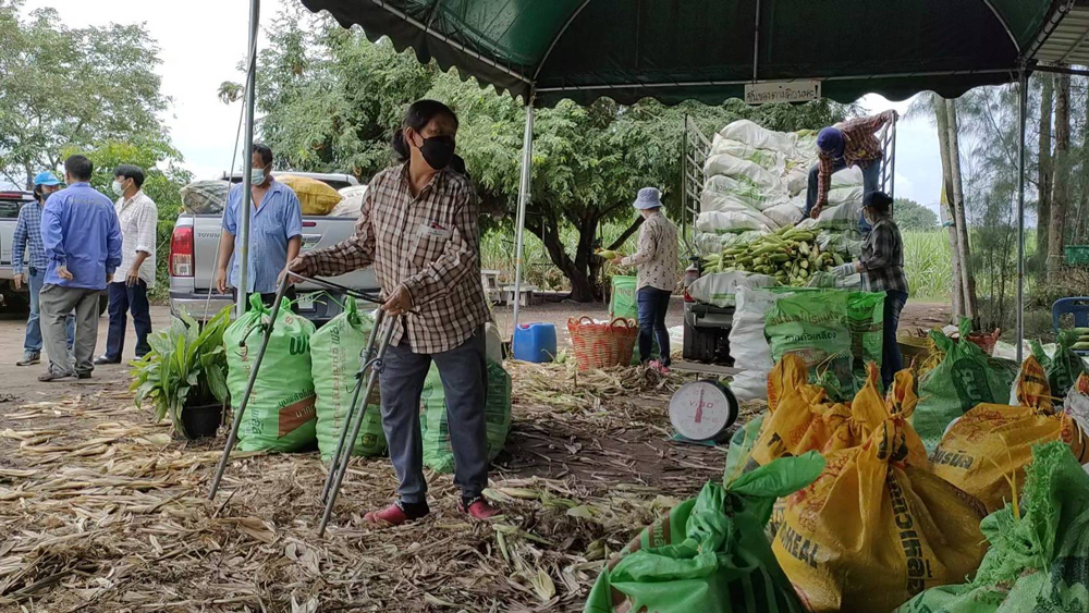 เกษตรกรชลบุรีเปิดตลาดซื้อขายข้าวโพดกลางไร่ “หนองอิรุณโมเดล” สร้างเศรษฐกิจชุมชนสุดเจ๋ง!!!