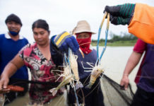 เกษตรกรผู้เลี้ยงกุ้งกาฬสินธุ์ รวมกลุ่มสู้โควิด-19 รับแรงงานคืนถิ่น เดินหน้าเลี้ยง “กุ้งก้ามกราม” มาตรฐาน GAP ส่งแม็คโครทั่วอีสาน เพิ่มโอกาสในวิกฤต