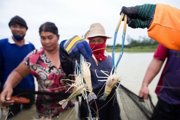 เกษตรกรผู้เลี้ยงกุ้งกาฬสินธุ์ รวมกลุ่มสู้โควิด-19 รับแรงงานคืนถิ่น เดินหน้าเลี้ยง “กุ้งก้ามกราม” มาตรฐาน GAP ส่งแม็คโครทั่วอีสาน เพิ่มโอกาสในวิกฤต