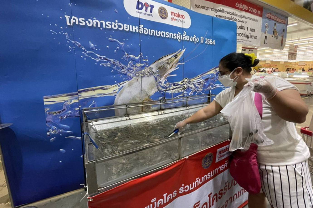 เกษตรกรผู้เลี้ยงกุ้งกาฬสินธุ์ เดินหน้าเลี้ยง “กุ้งก้ามกราม” มาตรฐาน GAP ส่งแม็คโครทั่วอีสาน 