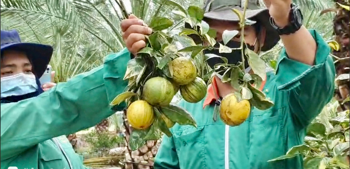 ส้มโกลเด้นดรากอน หรือ ฉายาใหม่ "ส้มก้านยาวนนทบุรี" กลยุทธ์การตลาดที่น่าจับตามองของเกษตรกรไทย