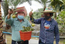 คุณสุเทพ กังเกียรติกุล โชว์ส้มก้านยาวนนทบุรี ที่ปลูกแซมอินทผลัม...