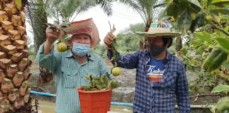 คุณสุเทพ กังเกียรติกุล โชว์ส้มก้านยาวนนทบุรี ที่ปลูกแซมอินทผลัม...