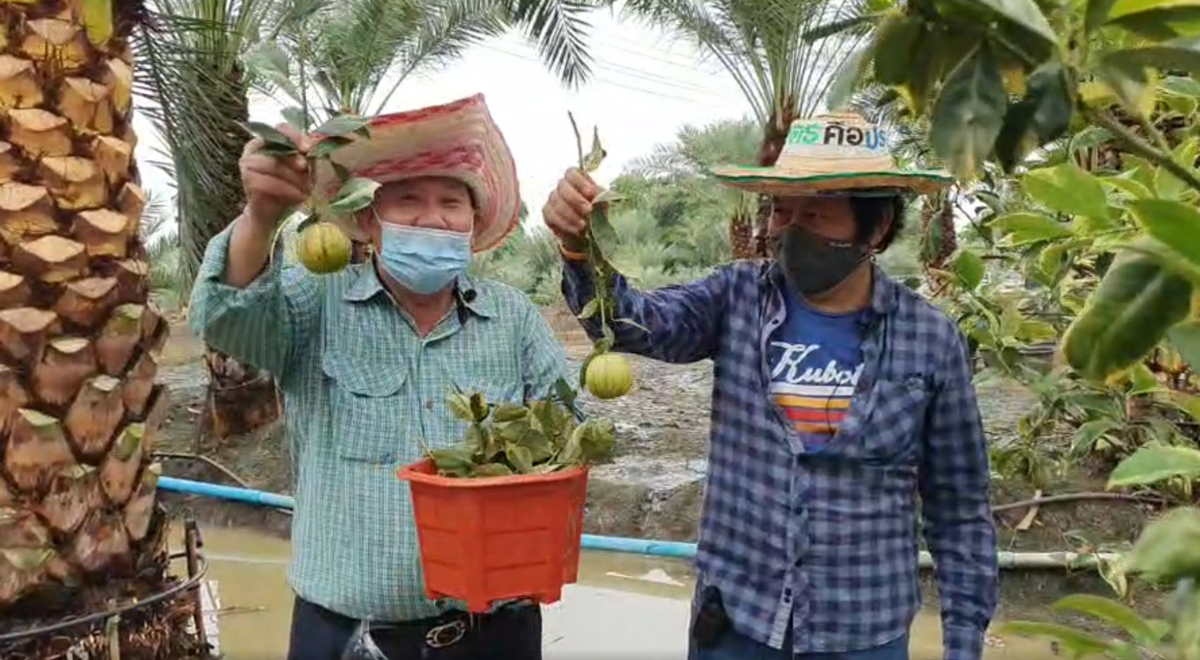 คุณสุเทพ กังเกียรติกุล โชว์ส้มก้านยาวนนทบุรี ที่ปลูกแซมอินทผลัม...