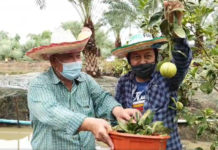 เกษตรกรนนทบุรี..โชว์แข่งขันเก็บ “ส้มก้านยาว” สร้างกิจกรรมการตลาดให้เกิดขึ้นในสวน