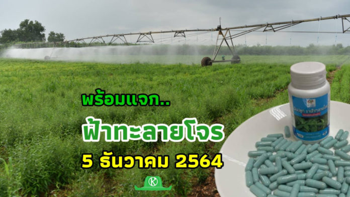 ลุยแปลงปลูกฟ้าทะลายโจร 100 ไร่ ของเครือซีพี..มีอะไรดีมาบอกต่อบ้าง?