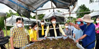 กรมส่งเสริมสหกรณ์ สนองพระราชดำริ สืบสาน รักษา ต่อยอด โครงการตามพระราชประสงค์หุบกะพง วันนี้ชาวบ้านใช้หลักสหกรณ์สร้างความกินดีอยู่ดี มีอาชีพและรายได้ที่มั่นคง