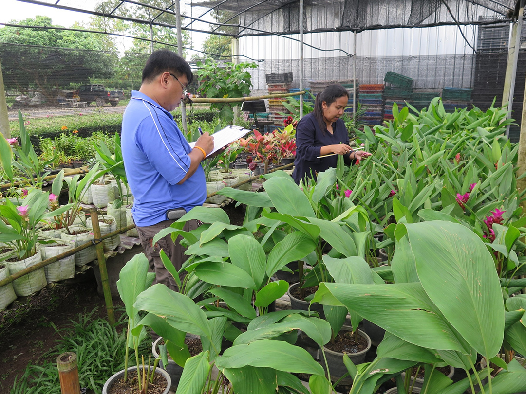 กรมวิชาการเกษตร เปิดรายชื่อ 7 ชนิดพืชพันธุ์ใหม่ได้รับสิทธิ์คุ้มครอง