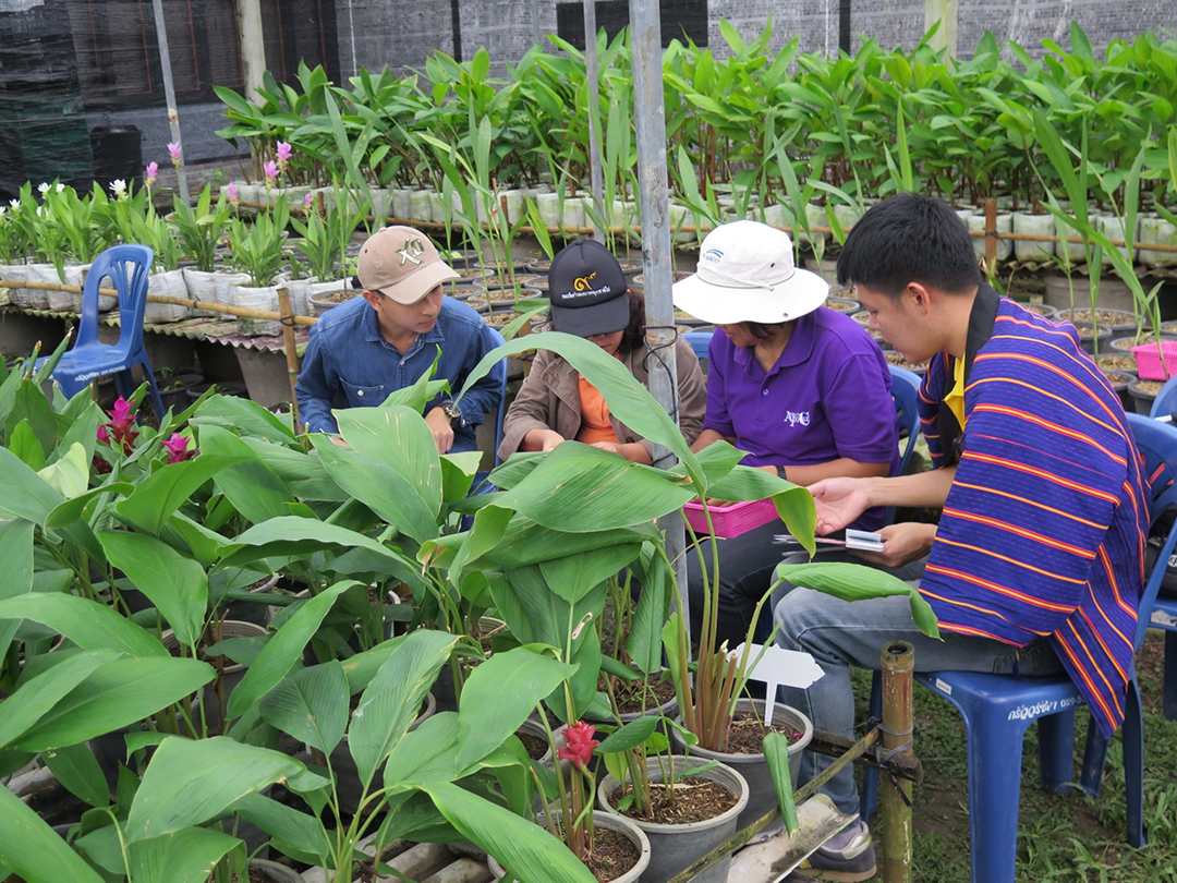 กรมวิชาการเกษตรแจ้ง 7 ชนิดพืชพันธุ์ใหม่ได้รับความคุ้มครองแล้ว 