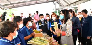 มนัญญา ลงพื้นที่สหกรณ์การเกษตรยางตลาด มอบโล่ประกาศเกียรติคุณให้กับสหกรณ์ต้นแบบ และร่วมแปรรูปผลผลิตทางการเกษตรตามโครงการแปรรูปสินค้าเกษตร