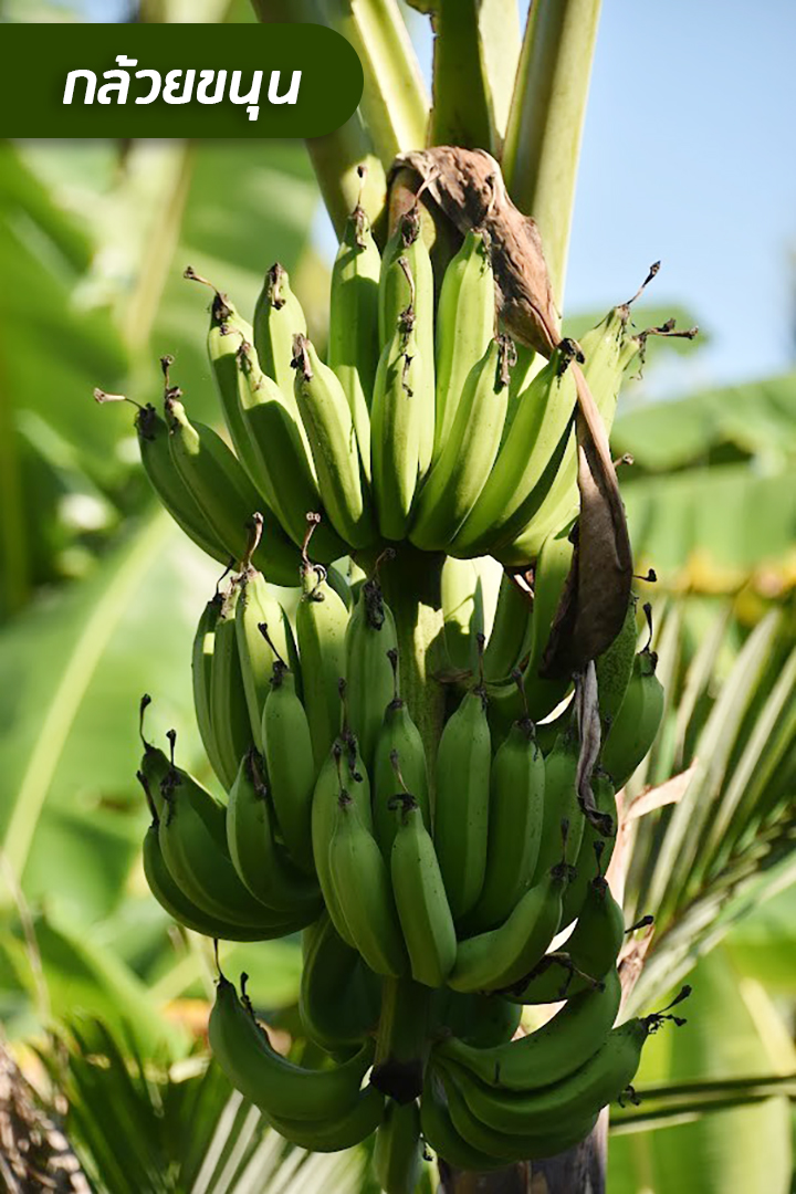 กรมวิชาการเกษตรตามหาพันธุ์กล้วยโบราณหายาก สร้างพิพิธภัณฑ์ธรรมชาติตามพระราชดำริ