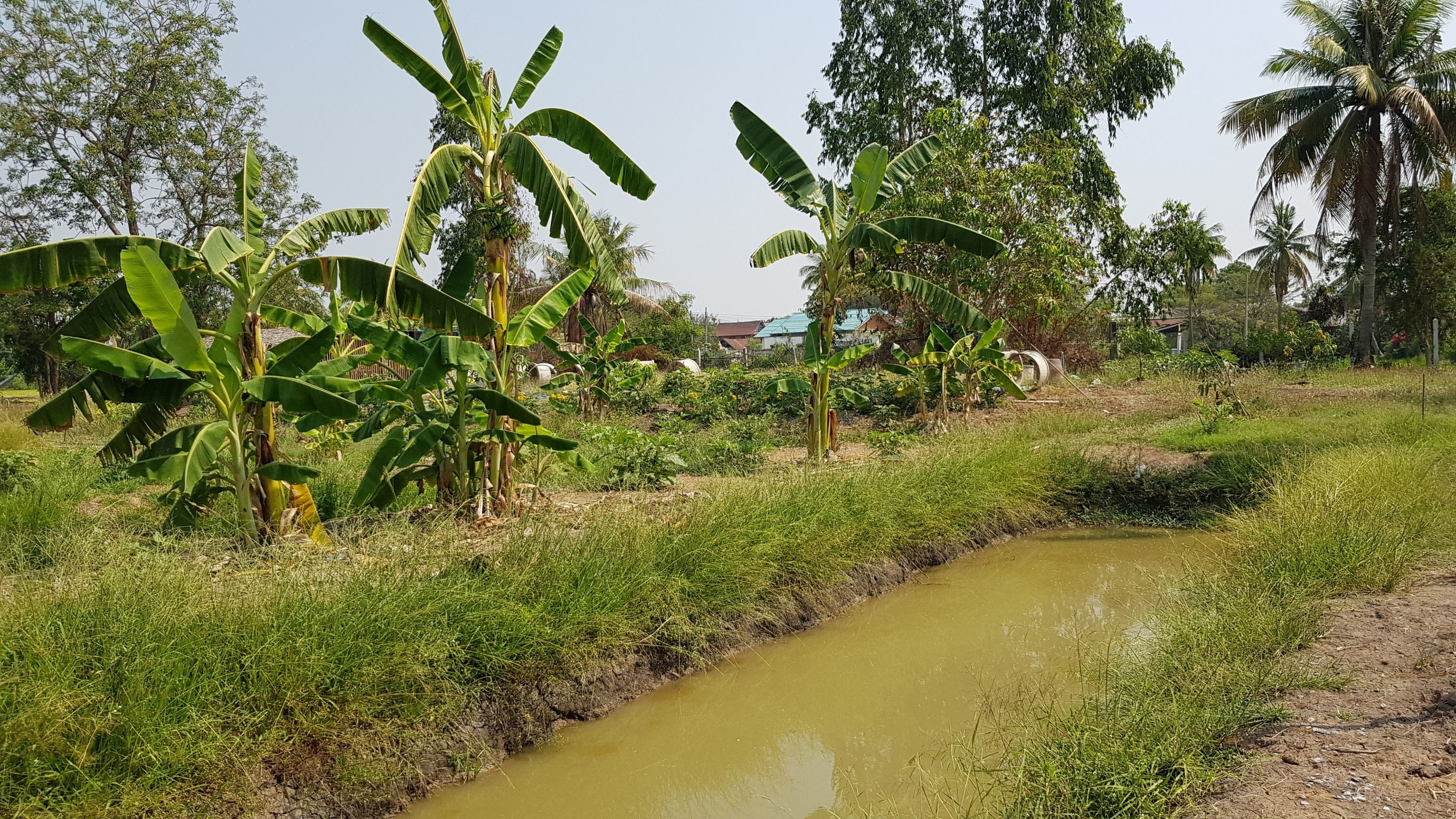 เกษตรทฤษฎีใหม่ สร้างเกษตรกรต้นแบบ พึ่งพาตนเอง มั่นคงด้านอาหาร มีกิน มีใช้ สร้างรายได้ตลอดปี 