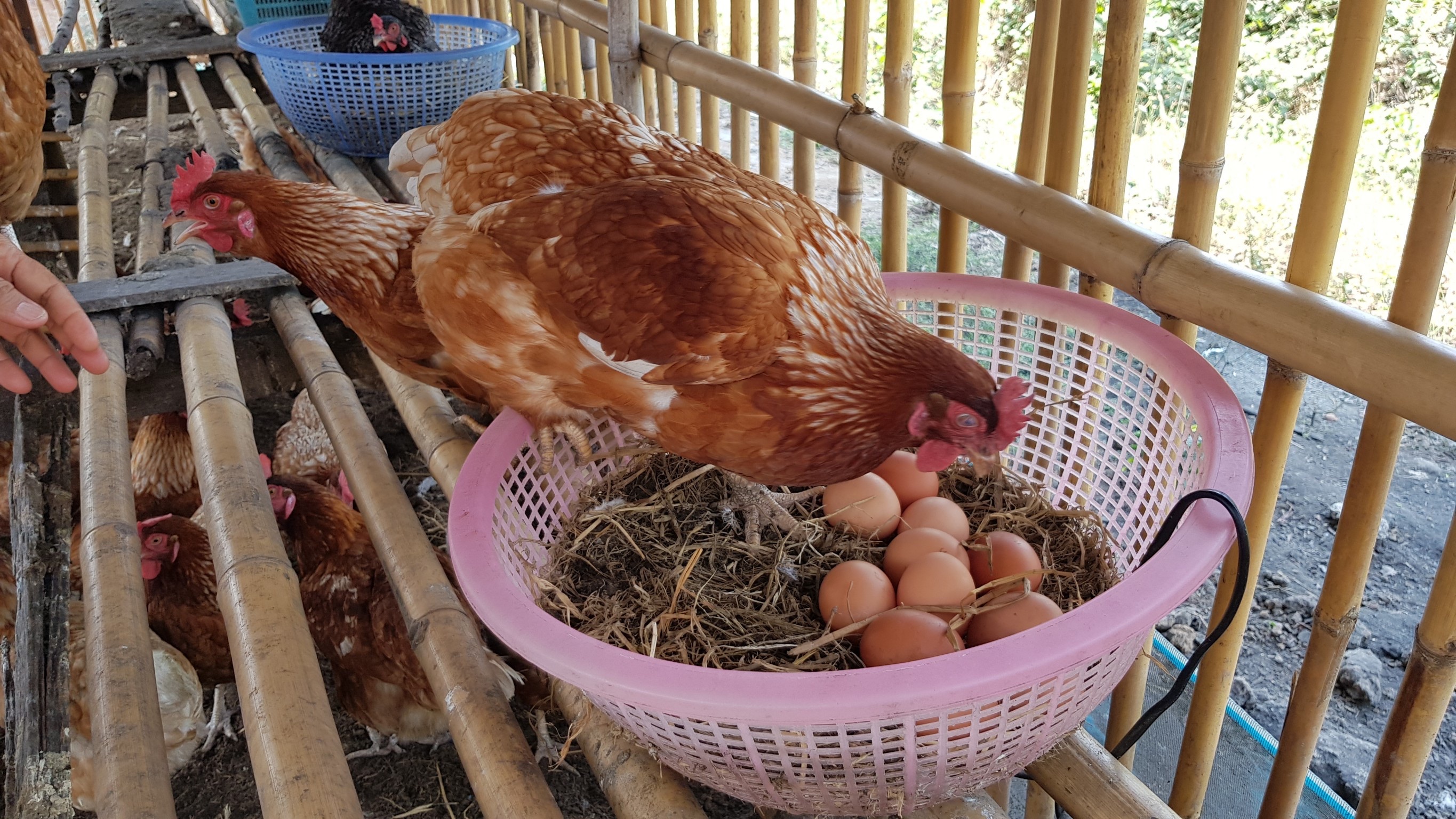 เกษตรทฤษฎีใหม่ สร้างเกษตรกรต้นแบบ พึ่งพาตนเอง มั่นคงด้านอาหาร มีกิน มีใช้ สร้างรายได้ตลอดปี 