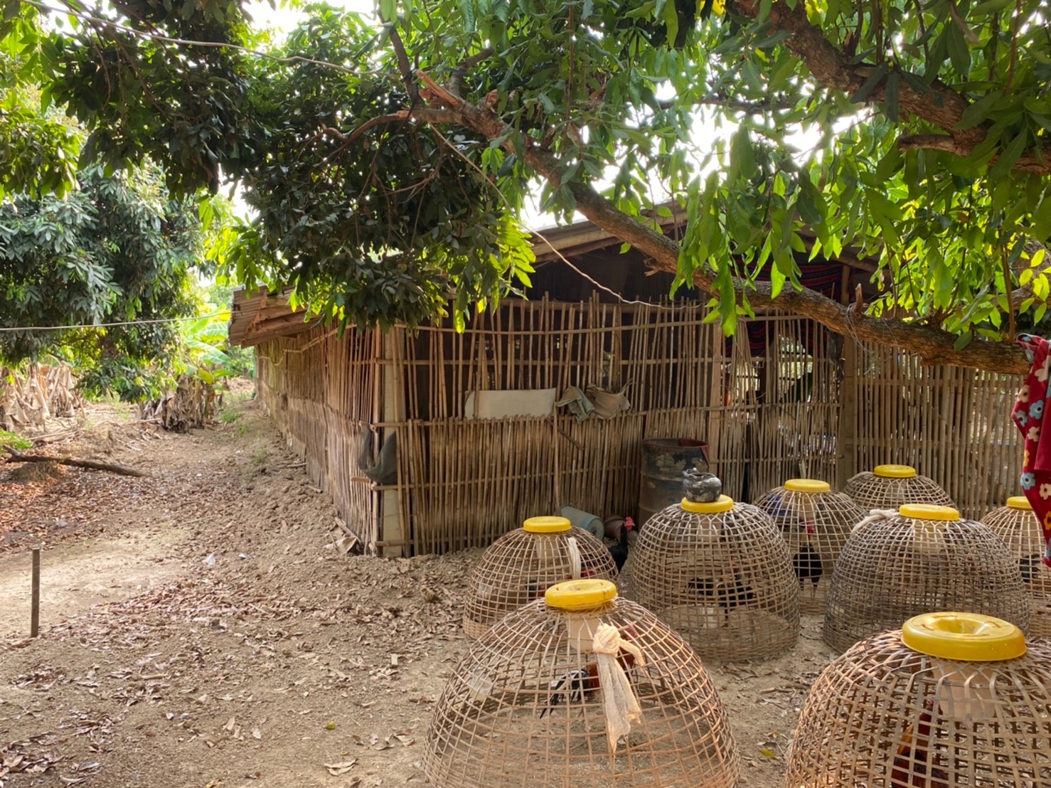 เกษตรทฤษฎีใหม่ สร้างเกษตรกรต้นแบบ พึ่งพาตนเอง มั่นคงด้านอาหาร มีกิน มีใช้ สร้างรายได้ตลอดปี 