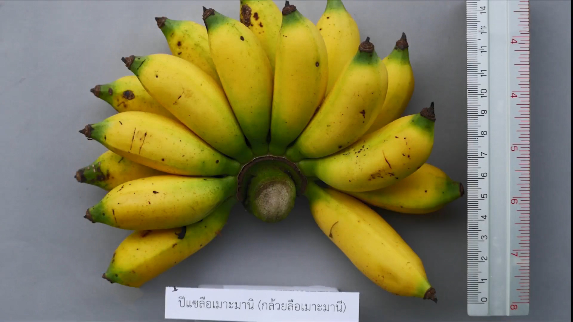 กรมวิชาการเกษตรตามหาพันธุ์กล้วยโบราณหายาก สร้างพิพิธภัณฑ์ธรรมชาติตามพระราชดำริ