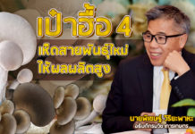 เห็ดสายพันธุ์ใหม่ “เป๋าฮื้อ 4” เนื้อแน่น น้ำหนักดี ให้ผลผลิตสูง