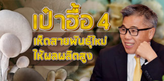 เห็ดสายพันธุ์ใหม่ “เป๋าฮื้อ 4” เนื้อแน่น น้ำหนักดี ให้ผลผลิตสูง