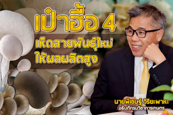 เห็ดสายพันธุ์ใหม่ “เป๋าฮื้อ 4” เนื้อแน่น น้ำหนักดี ให้ผลผลิตสูง