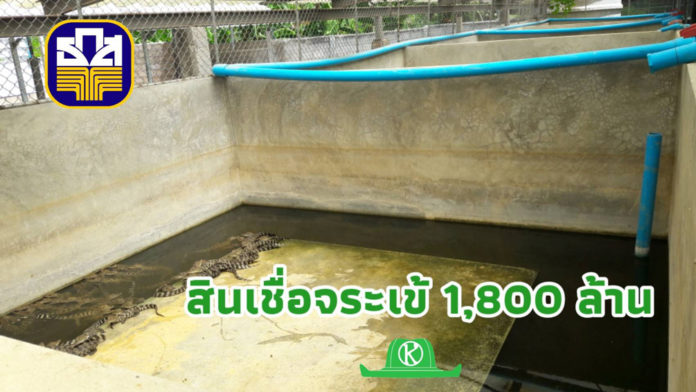 ธ.ก.ส.ขานรับนโยบายรัฐ จัดสินเชื่อดอกเบี้ยต่ำวงเงิน 1,800 ล้านบาท เสริมสภาพคล่อง ผู้เพาะเลี้ยงและผู้ประกอบการแปรรูปจระเข้