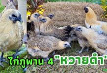 เปิดตัวไก่ภูพาน 4 “หวายดำ”