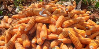 สภาเกษตรกรฯหนุนใช้นาโนแคลเซียมคาร์บอเนต ชนิดแขวนลอย เพื่อเพิ่มผลผลิตข้าวโพดเลี้ยงสัตว์ 