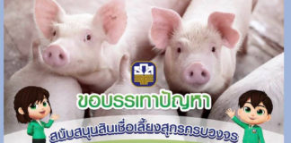 ธ.ก.ส. หนุนเลี้ยงหมูและเพิ่มผลผลิตอาหารสัตว์ เติม 30,000 ล้าน ผ่าน 3 สินเชื่อ