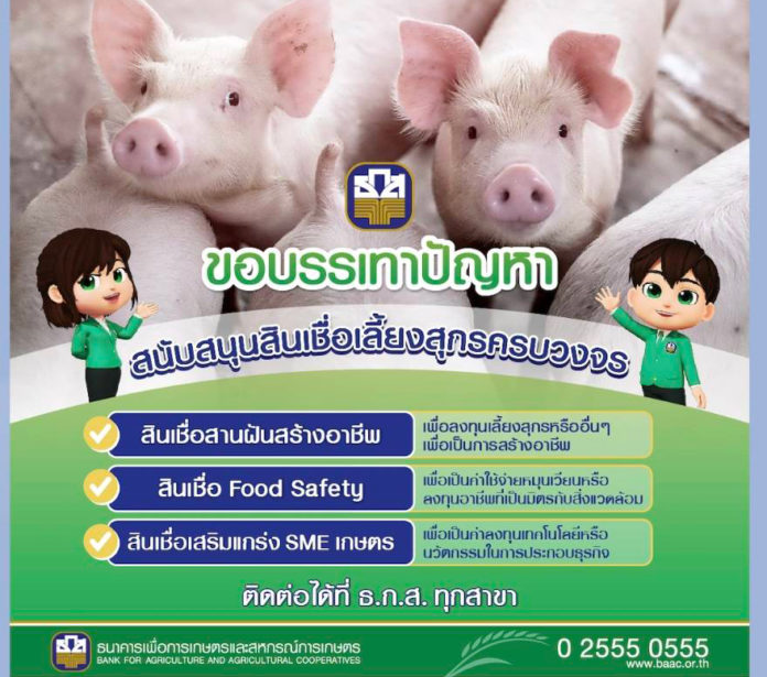 ธ.ก.ส. หนุนเลี้ยงหมูและเพิ่มผลผลิตอาหารสัตว์ เติม 30,000 ล้าน ผ่าน 3 สินเชื่อ